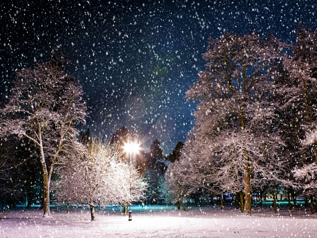 Snowy night park trees lights #3 free wallpaper for desktop - medium preview image