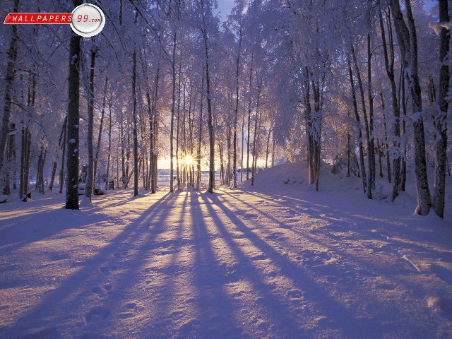 Snowy path forest sunlight trees #8 free wallpaper for desktop - medium preview image