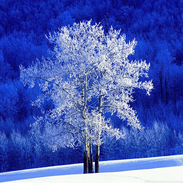 Tree snowy field blue background free wallpaper for tablet - medium preview image