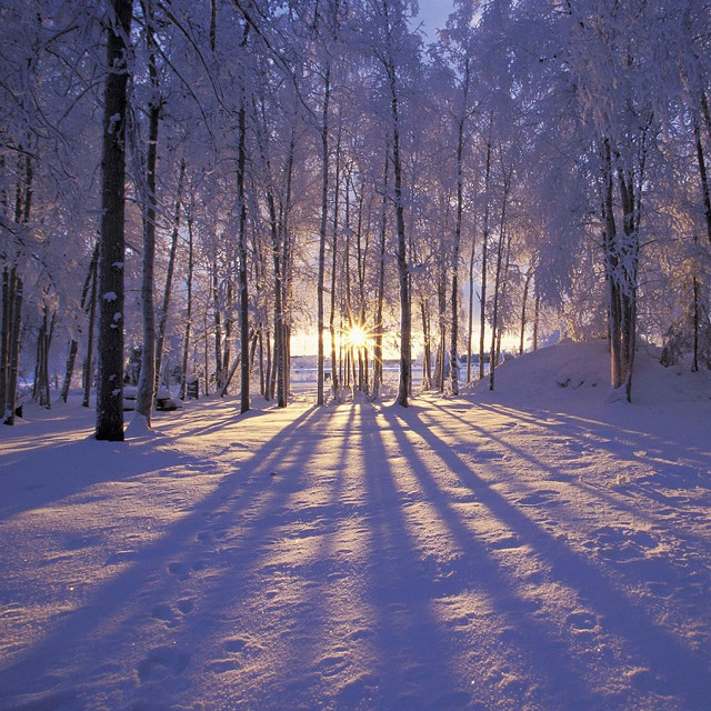 Snowy path forest sunlight trees #9 free wallpaper for tablet - medium preview image