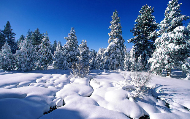 Snowy landscape trees bushes snow free wallpaper for desktop - medium preview image