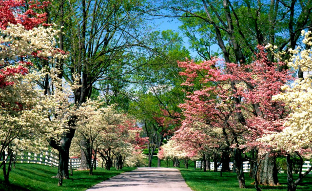 Tree flower road fence blue free wallpaper for desktop - medium preview image