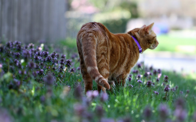Cat walking purple flowers grass free wallpaper for desktop - medium preview image