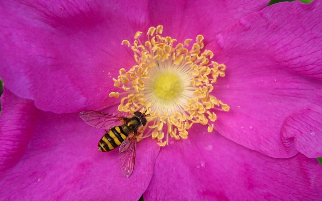Bee pink flower yellow center #2 free wallpaper for desktop - medium preview image