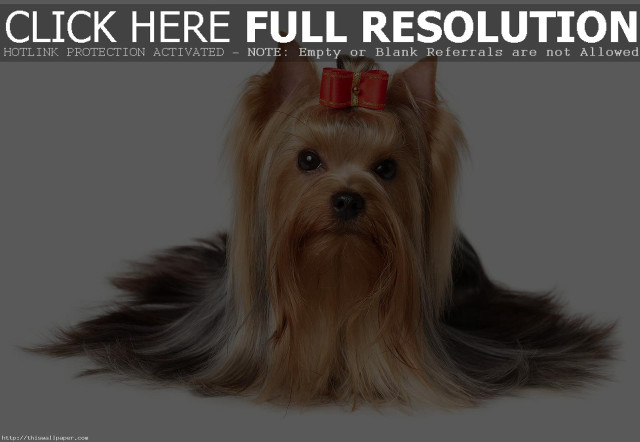 Dog bow head caption click free wallpaper for desktop - medium preview image