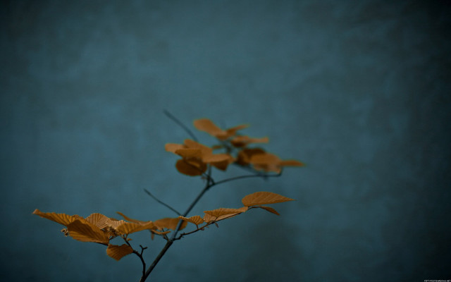 Yellow leaves vase table blue free wallpaper for desktop - medium preview image
