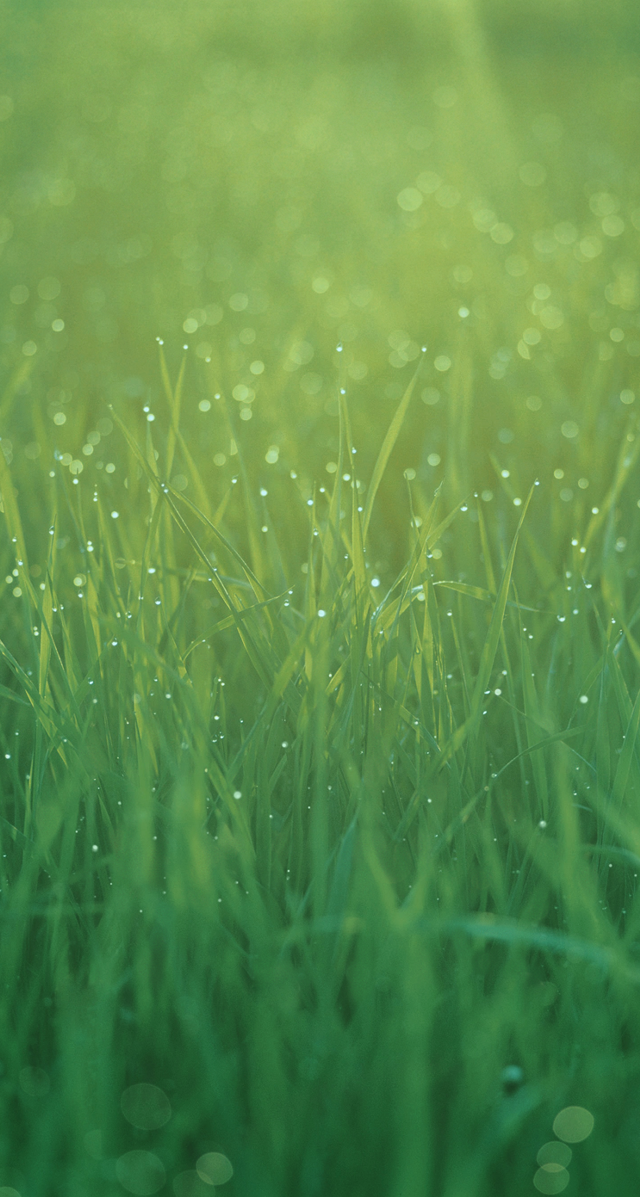 Grass water droplets night starry free wallpaper for mobile - medium preview image