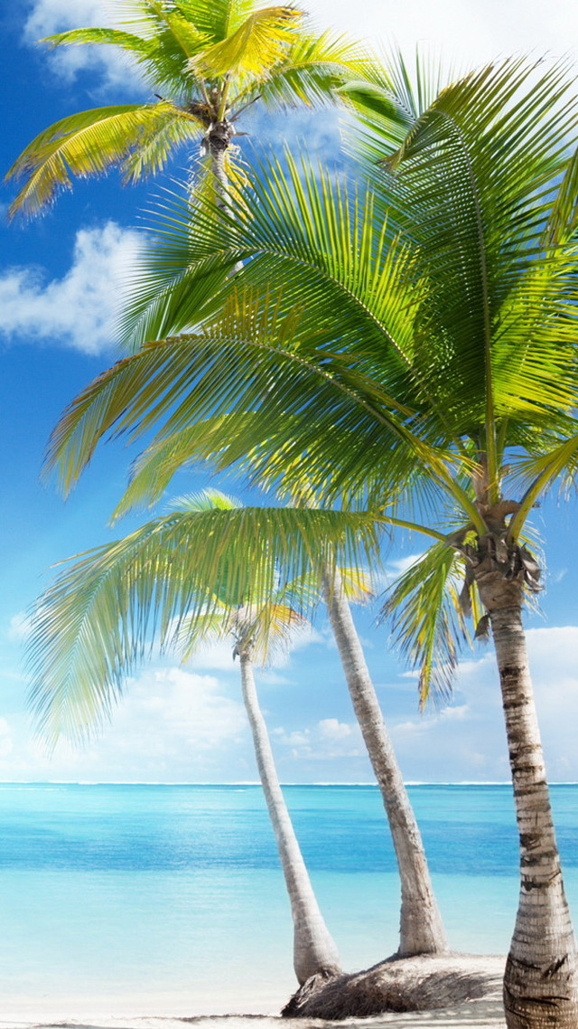 Palm trees beach ocean blue free wallpaper for mobile - medium preview image