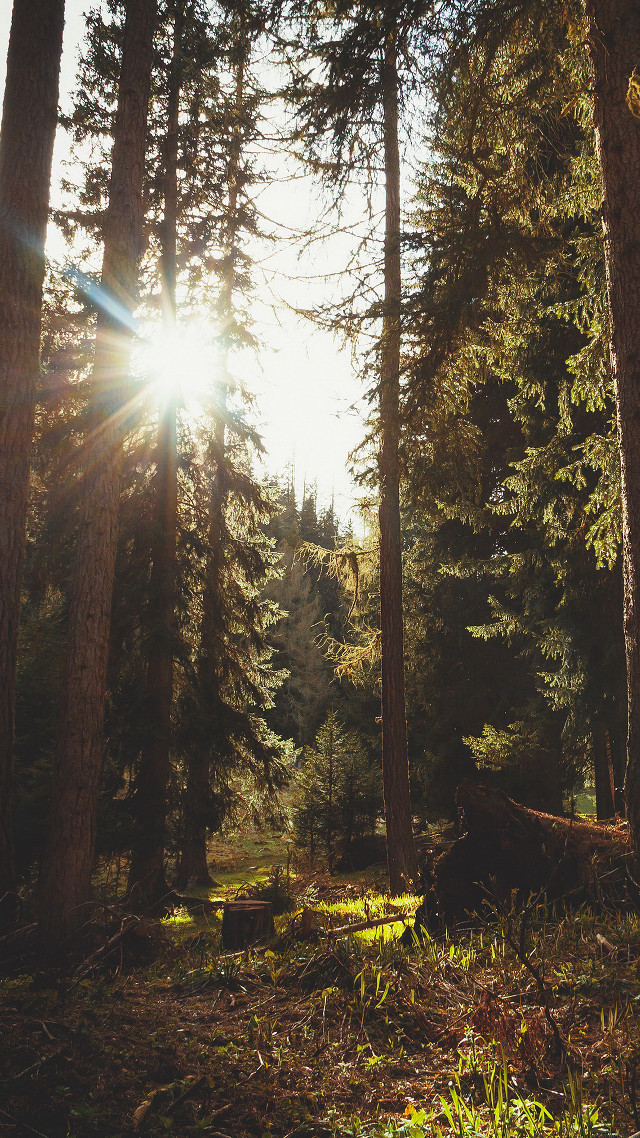 Forest sunbeam fallen tree lensflare free wallpaper for mobile - medium preview image
