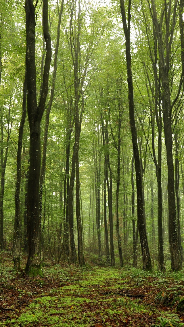 Forest trees leaves bench woods free wallpaper for mobile - medium preview image