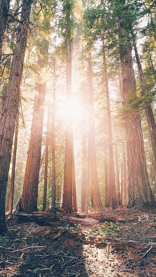 Forest trees sunlight cityscape fence free wallpaper for mobile - medium preview image