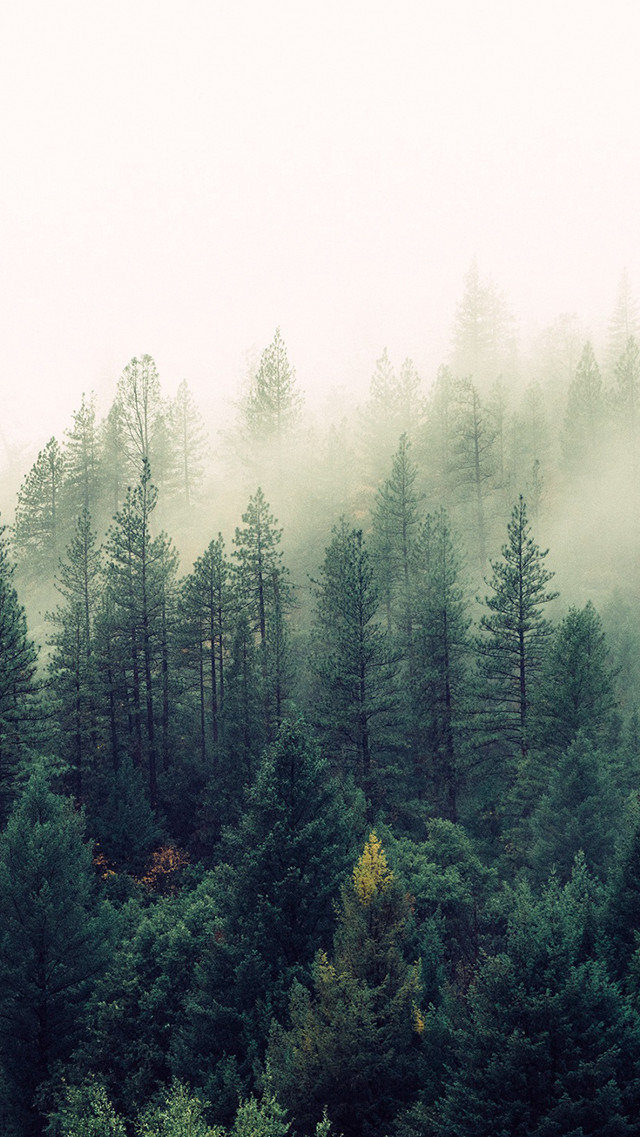Forest tall trees fog misty #2 free wallpaper for mobile - medium preview image