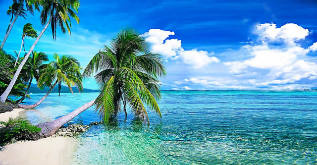 Tropical beach palm trees clear #6 free wallpaper for desktop - medium preview image