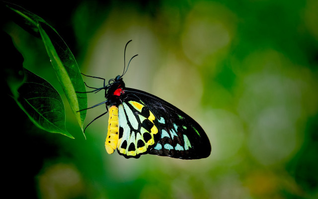 Butterfly yellow black green leaf free wallpaper for desktop - medium preview image