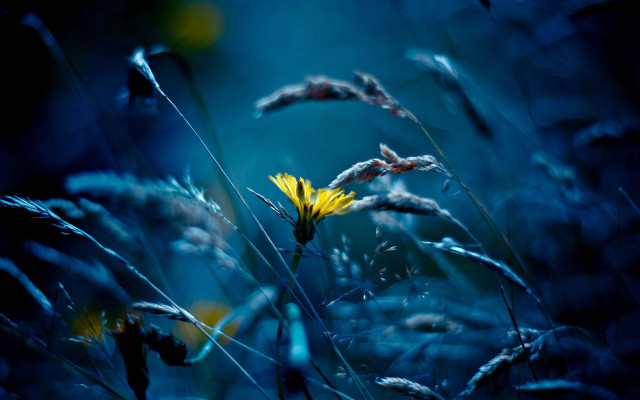 Yellow flower tall grass underwater free wallpaper for desktop - medium preview image