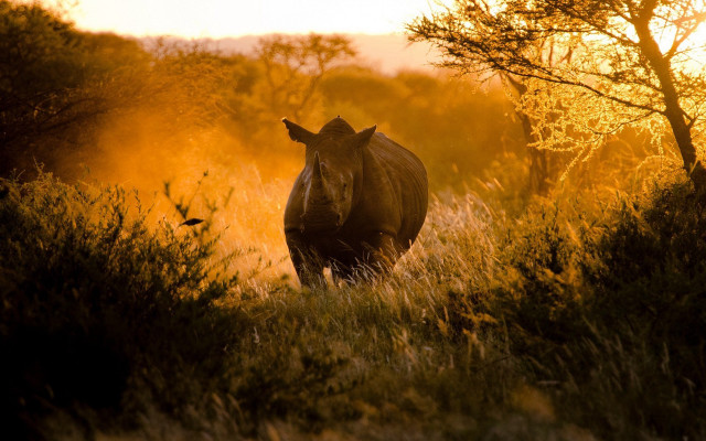 Rhino tall grass sunset trees free wallpaper for desktop - medium preview image