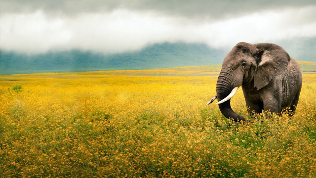 Elephant yellow flowers cloudy sky free wallpaper for desktop - medium preview image