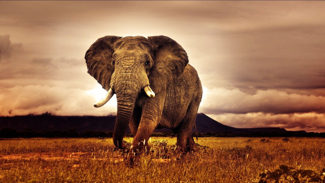 Elephant field cloudy sky mountain #5 free wallpaper for desktop - medium preview image