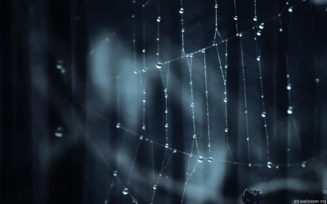 Spider web water drops night free wallpaper for desktop - medium preview image