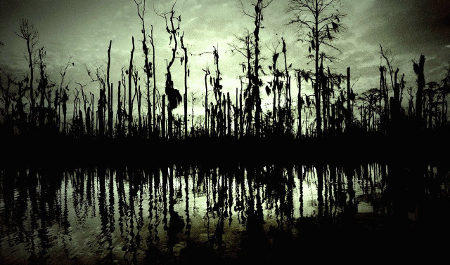 Swampy trees water sunset bird free wallpaper for desktop - medium preview image