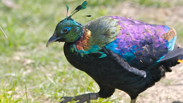 Colorful bird long tail black free wallpaper for desktop - medium preview image