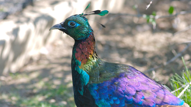 Colorful bird stonewall greenfield hydrangea free wallpaper for desktop - medium preview image