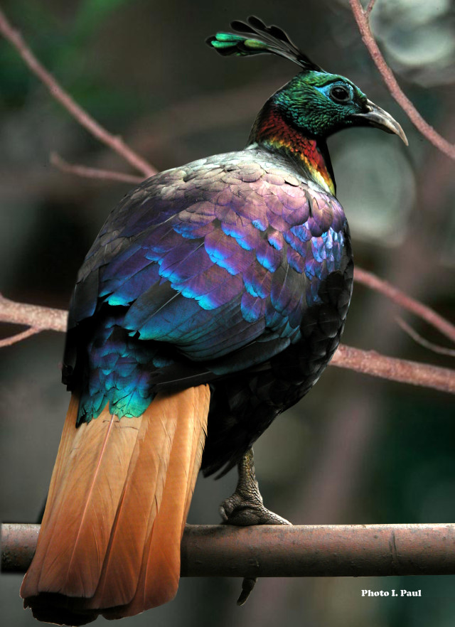 Colorful bird sitting branch tree free wallpaper for mobile - medium preview image