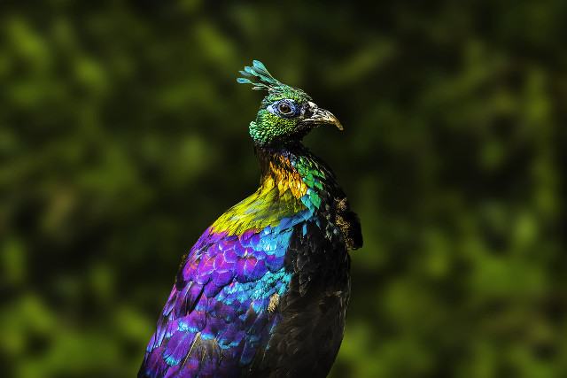 Colorful bird green background blurry free wallpaper for desktop - medium preview image