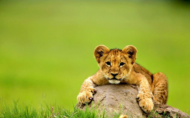 Lion cub rock grass paws free wallpaper for desktop - medium preview image