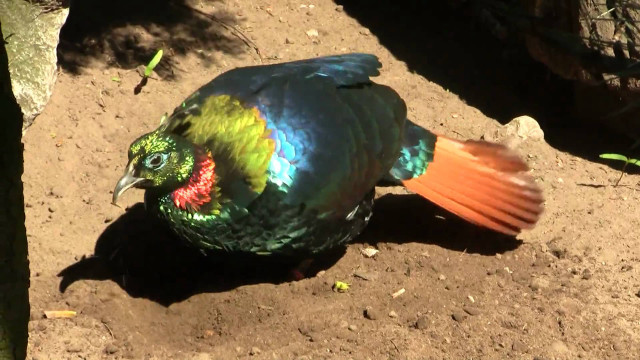 Colorful bird red tail blue free wallpaper for desktop - medium preview image