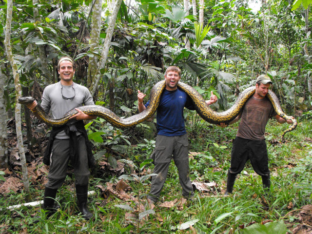 Three men large snake jungle free wallpaper for desktop - medium preview image