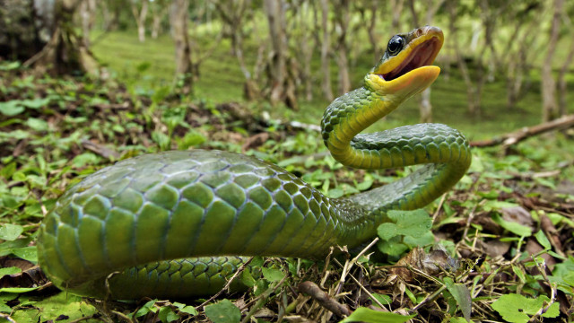 Green snake cobra yellow mouth #2 free wallpaper for desktop - medium preview image