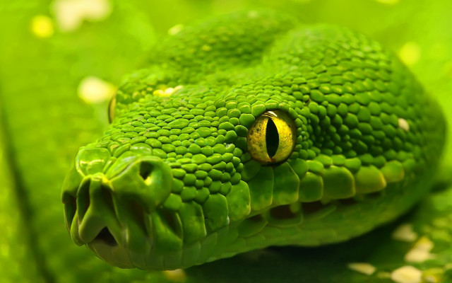 Green cobra yellow eye grass free wallpaper for desktop - medium preview image