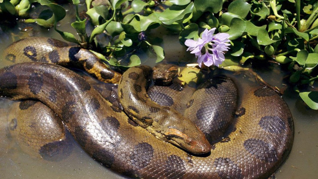 Large snake water purple flowers free wallpaper for desktop - medium preview image