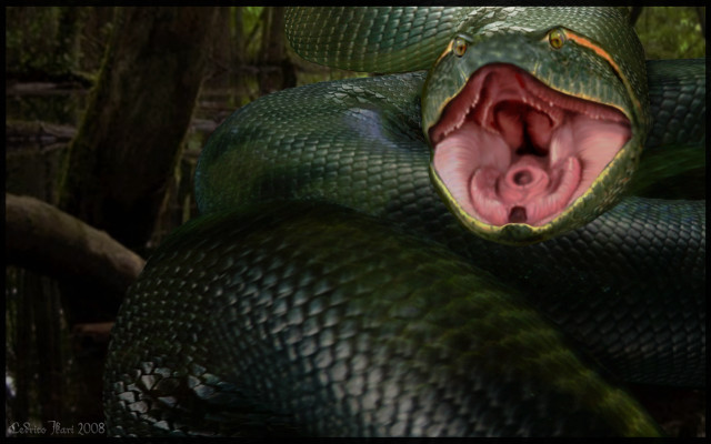 Green snake mouth open wide free wallpaper for desktop - medium preview image