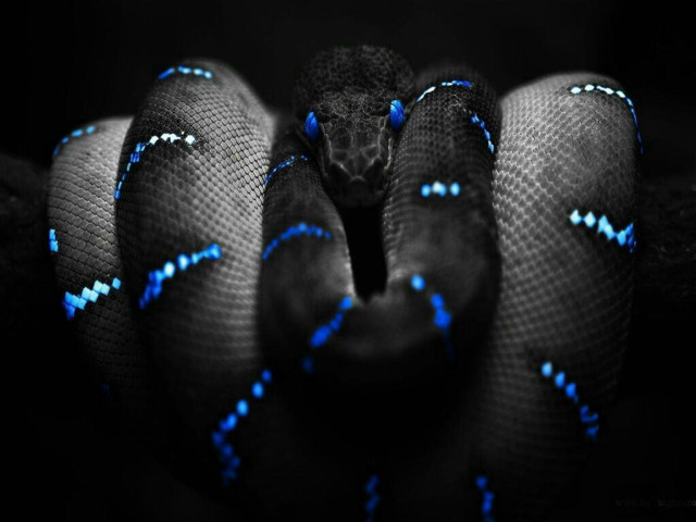 Blue black snake head turned #3 free wallpaper for desktop - medium preview image