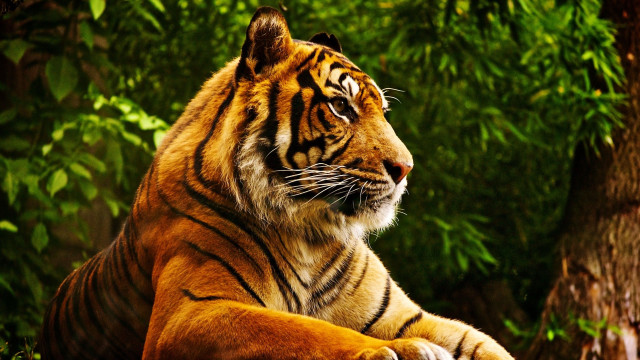Tiger sitting grass tree forest free wallpaper for desktop - medium preview image
