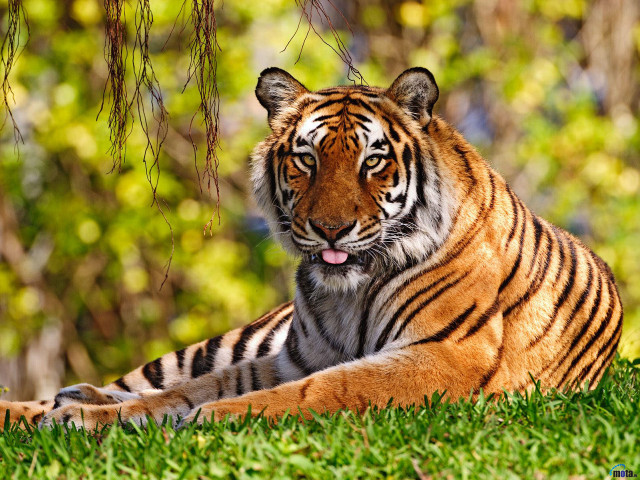 Tiger laying grass trees bushes free wallpaper for desktop - medium preview image