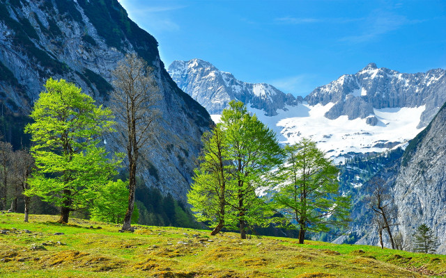 Grassy field trees mountains snow free wallpaper for desktop - medium preview image