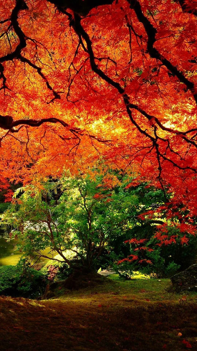 Tree red leaves park pond free wallpaper for mobile - medium preview image