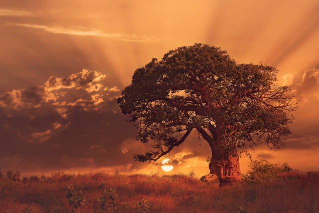 Tree field sun clouds person free wallpaper for desktop - medium preview image