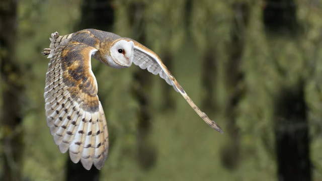 Barn owl flying wings spread #2 free wallpaper for desktop - medium preview image