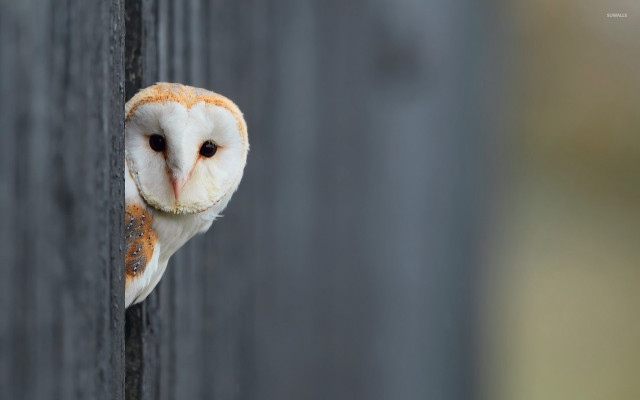 Barn owl peeking fence post free wallpaper for desktop - medium preview image
