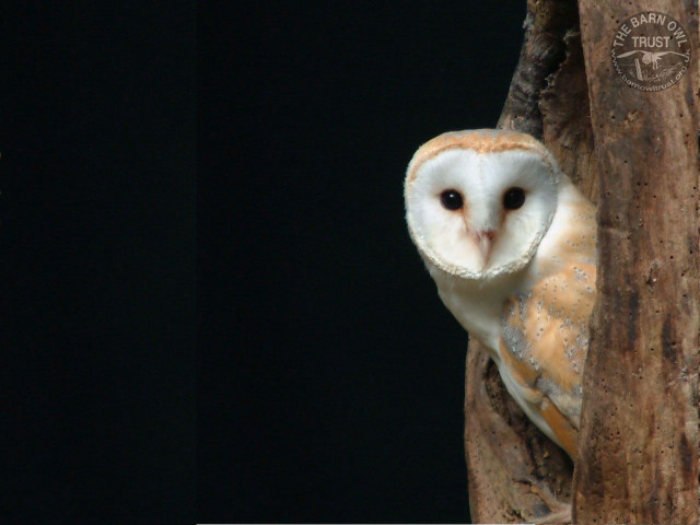 Barn owl tree branch enclosure free wallpaper for desktop - medium preview image