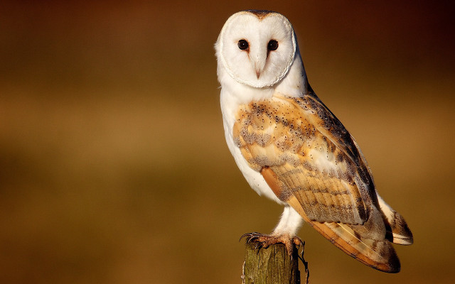 Barn owl perched post field free wallpaper for desktop - medium preview image