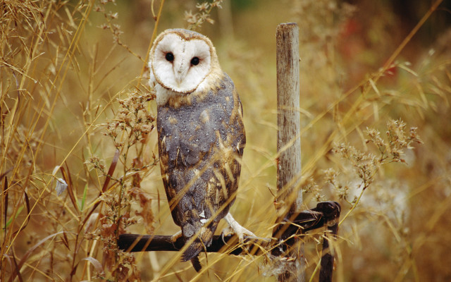 Barn owl perched branch field free wallpaper for desktop - medium preview image