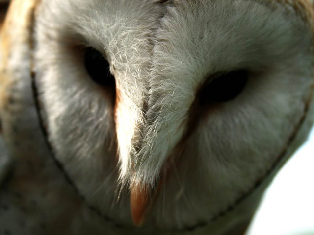 Owl closeup blurry background face free wallpaper for desktop - medium preview image