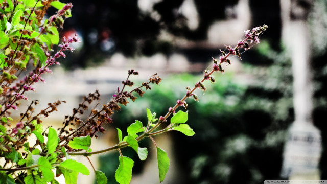 Purple flowers green leaves garden free wallpaper for desktop - medium preview image