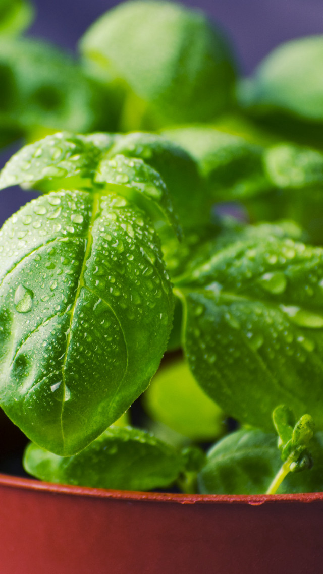 Potted plant water droplets leaves free wallpaper for mobile - medium preview image