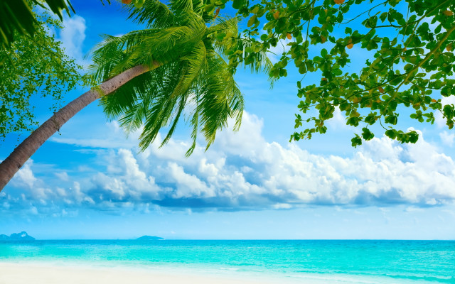 Palm tree beach blue sky #24 free wallpaper for desktop - medium preview image